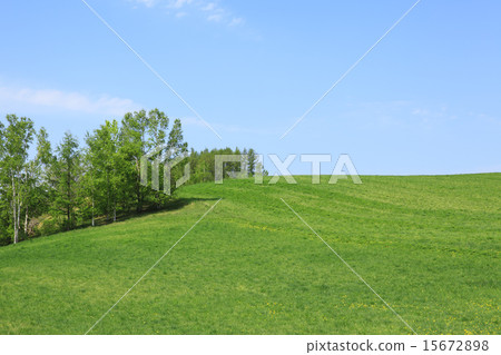 北海道富良野市草原和小樹林 15672898