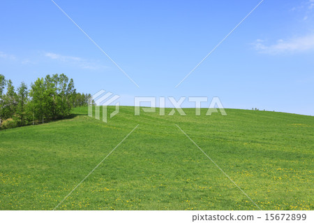 北海道富良野市草原和小樹林 15672899