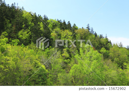 富良野市北海道新鮮的綠色森林 15672902