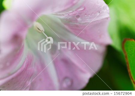 水滴在淡粉紅色的山丘上 15672904