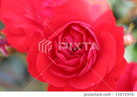 一朵紅玫瑰 15672978