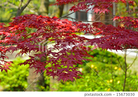 清澄花園：Nomuramo Maiji Maple 15673030