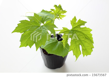 Vanity seedling of Ohashi goya 15673567