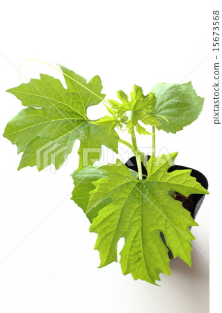 Vanity seedling of Ohashi goya 15673568