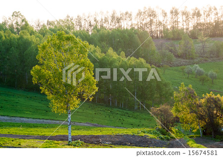 Birch tree shining in the sunset 15674581