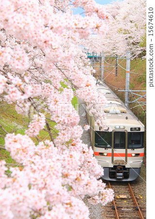 Yamakita的Sakura和御殿場線 15674610