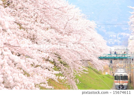 Yamakita的Sakura和御殿場線 15674611