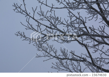 A tree A tree 15674630