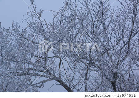 A tree 15674631