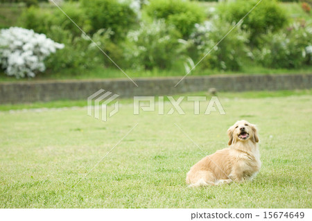 公園鴨子 15674649
