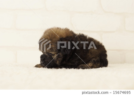 Brindle puppy to lie down Brindle puppy to lie down 15674695