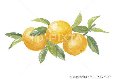Wenzhou oranges 15675058