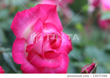 玫瑰在雨中濕透了 15675366