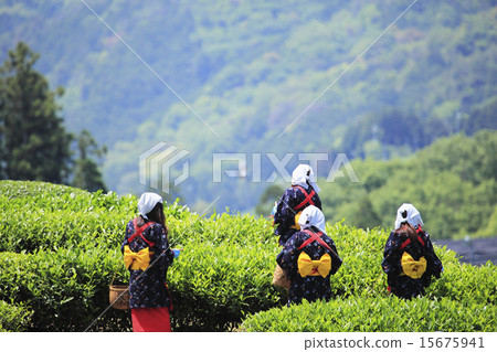 Tea picking scenery 15675941