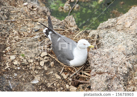 Cowbaby的築巢 15678903