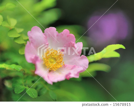 箱根三培玫瑰 15678915