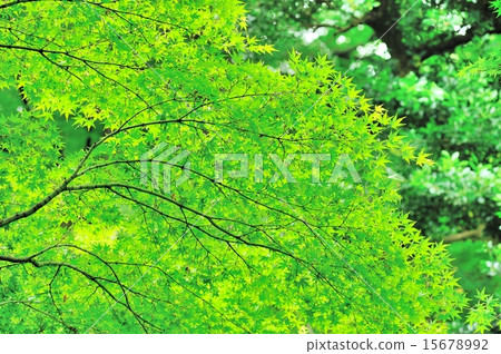 Momiji Momiji 15678992