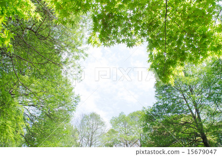 Fresh green Fresh green 15679047