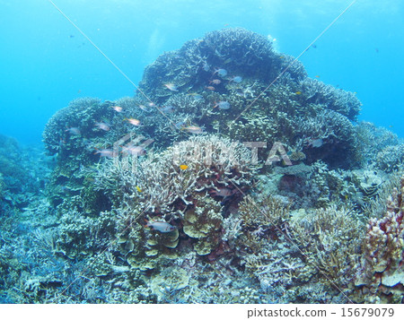 A group of red clover and Togari Ebis standing in branches of Okinawa · Iriomote Island A group of red clover and Togari Ebis standing in branches of Okinawa · Iriomote Island 15679079