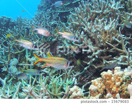 A group of red clover and Togari Ebis standing in branches of Okinawa · Iriomote Island A group of red clover and Togari Ebis standing in branches of Okinawa · Iriomote Island 15679083