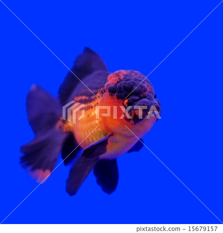 beautiful ranchu or lion head goldfish 15679157