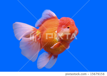 beautiful ranchu or lion head goldfish beautiful ranchu or lion head goldfish 15679158