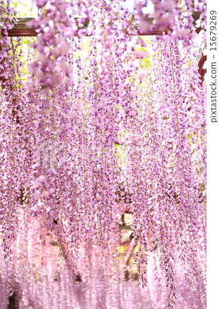 Wisteria Fuji Flower 15679269