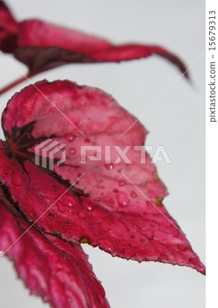 火秋海棠 火秋海棠 15679313