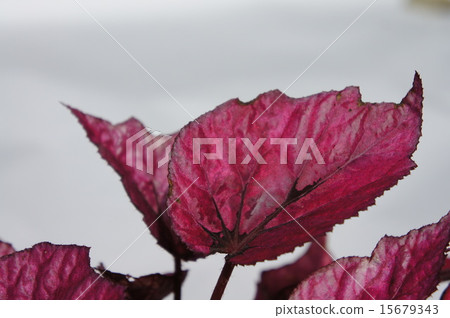 Rex Begonia 15679343