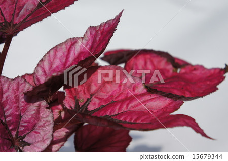 Rex Begonia Rex Begonia 15679344