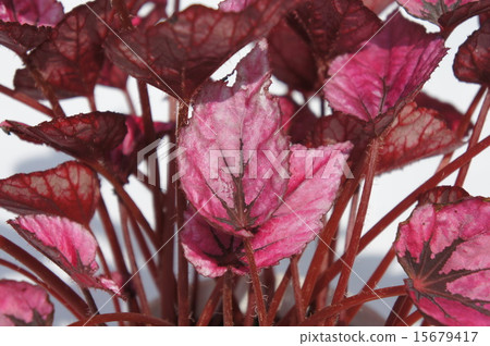 火秋海棠 火秋海棠 15679417