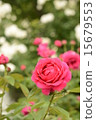 玫瑰 15679553