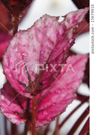 Fire Begonia Fire Begonia 15679918