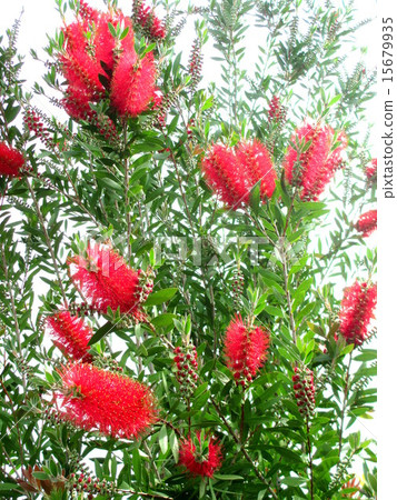 燦爛的紅色花朵的寶藏樹 燦爛的紅色花朵的寶藏樹 15679935