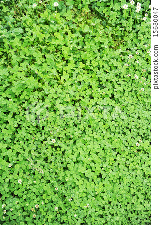 Plant background material 15680047