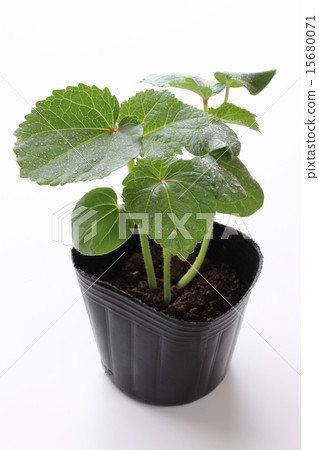 Okra's vegetable seedlings 15680071