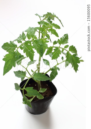 西紅柿蔬菜幼苗 15680095