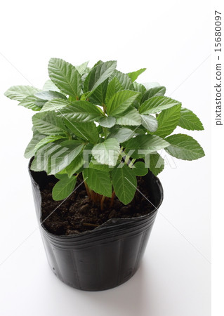 Moroheiya蔬菜苗 15680097