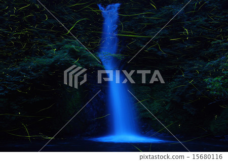 Genji fireflies flying in a waterfall (Shinjo Village, Maniwa-gun, Okayama Prefecture) 15680116