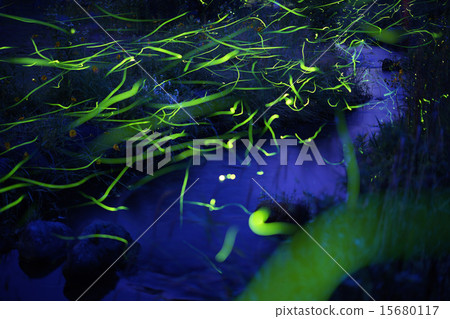 Stream and Genji firefly (Eo, Kofu-cho, Hino-gun, Tottori Prefecture) 15680117