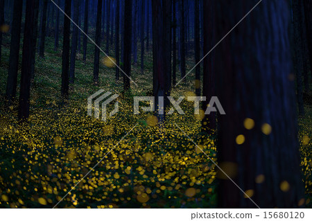 Himebotaru that fills the mountains (Fukumanrai, Nichinan-cho, Hino-gun, Tottori Prefecture) 15680120