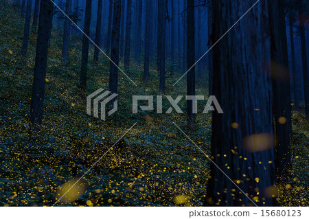 Night fog forest and Japanese fireflies (Fukumarai, Nichinan-cho, Hino-gun, Tottori Prefecture) 15680123