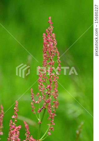 Scampo flowers 15680227