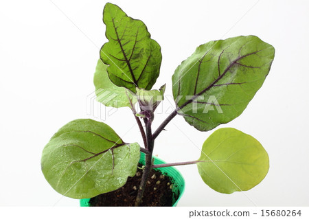 丸努蔬菜苗 丸努蔬菜苗 15680264