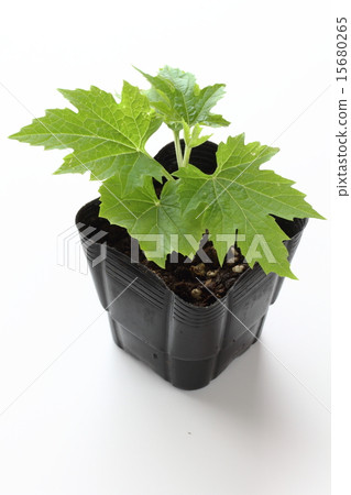 白色goya菜幼木 15680265