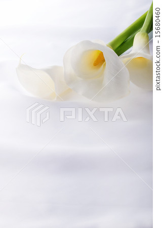 Color flowers 15680460