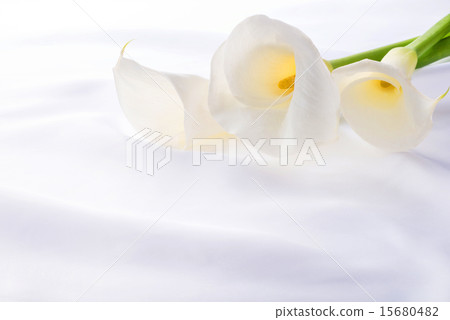 Color flowers Color flowers 15680482