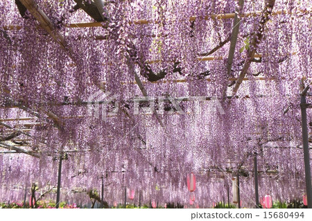  Wisteria flowers 15680494