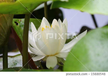 Water lily flowers 15680548