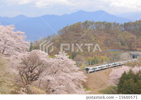 勝沼和中央幹線的櫻花 15680571